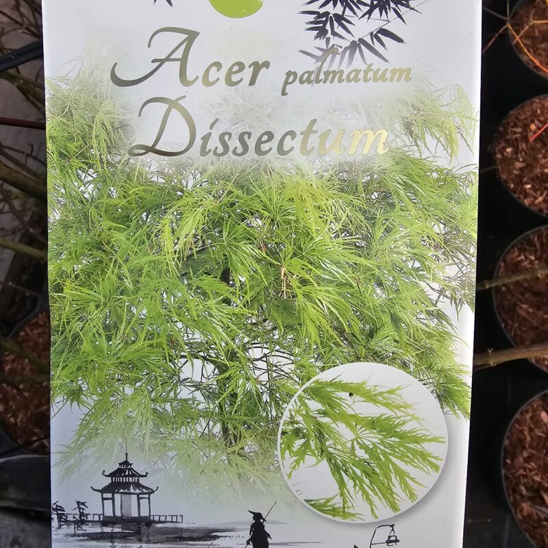 Acer Dissectum 7.5 Ltr