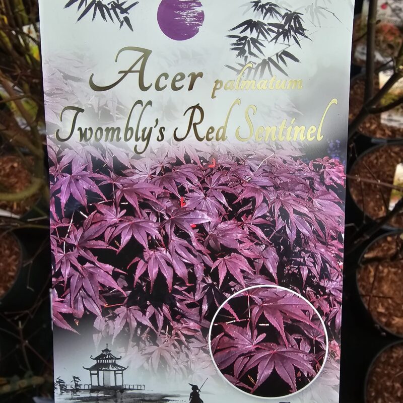 Acer Twomblys Red Sentinel 7.5 Ltr