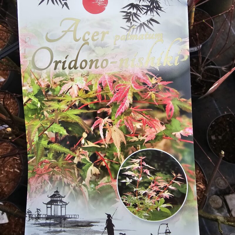 Acer Oridono Nishiki 7.5 Ltr