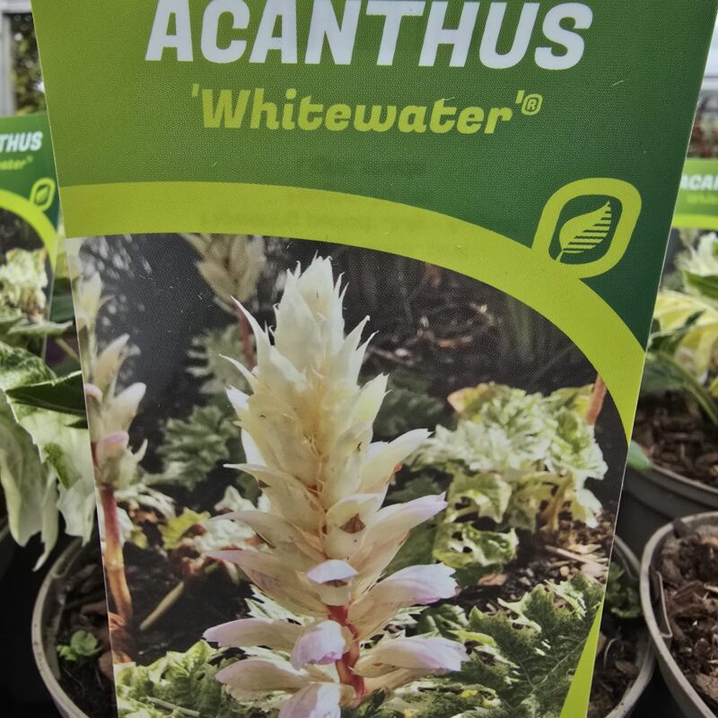 Acanthus whitewater 2ltr £10.99