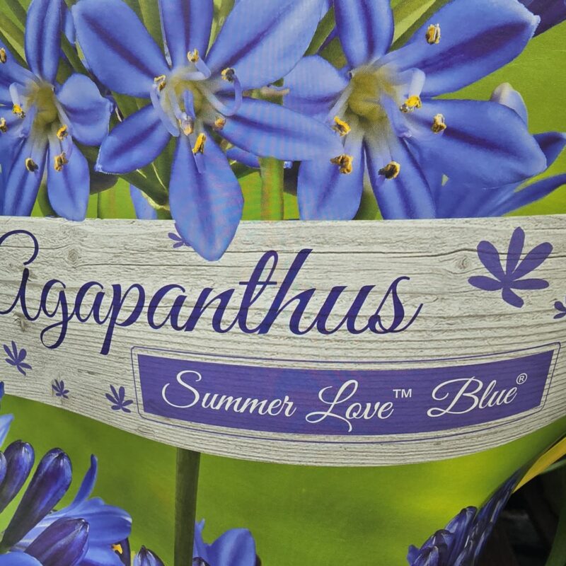 Agapanthus superb blue 2ltr £24.99