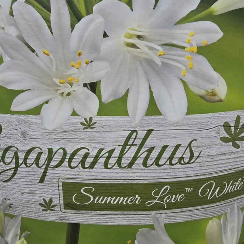 Agapanthus summer love white 2ltr £24.99