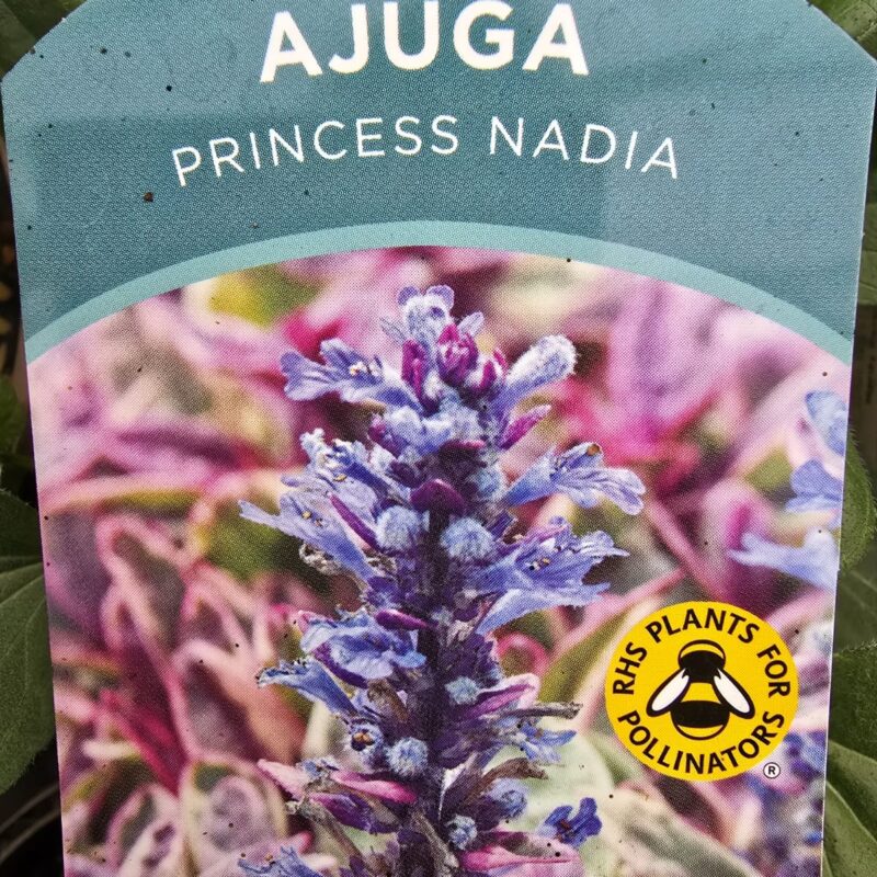 Ajuga princess nadia 2ltr £9.99