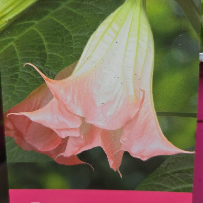 Brugmansia pink 5ltr £24.99