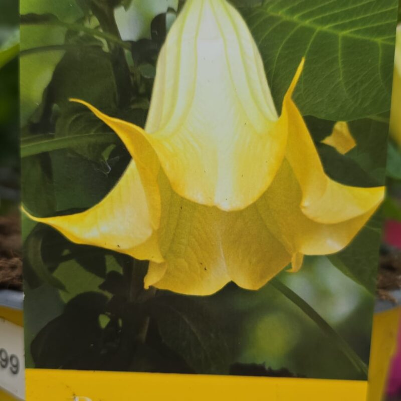 Brugmansia yellow 5ltr £24.99