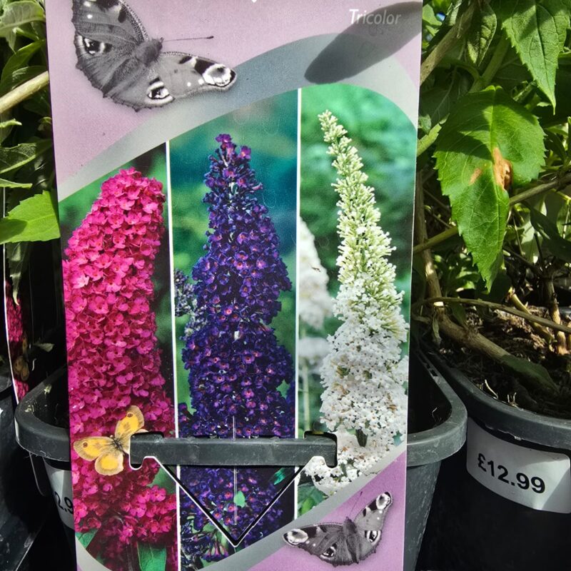 Buddleja tricolour 2ltr £12.99