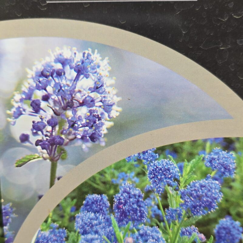 Ceanothus concha climbing 2ltr £17.99