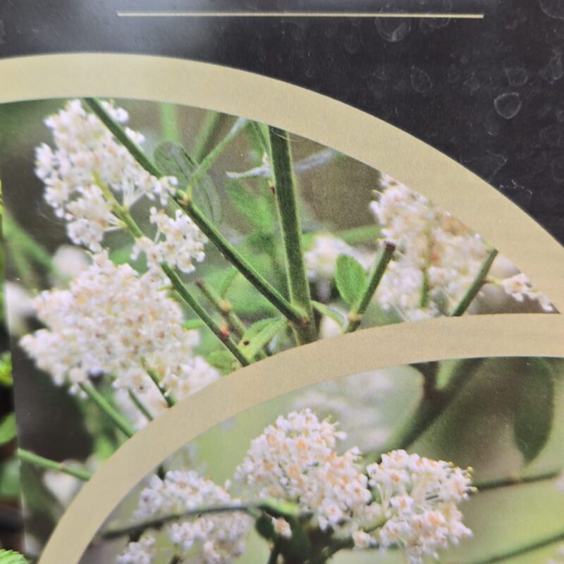Ceanothus snow flurries climbing 2 ltr 17.99