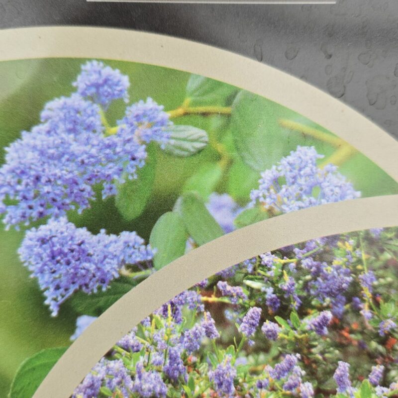 Ceanothus spring party climbing 2 ltr £17.99