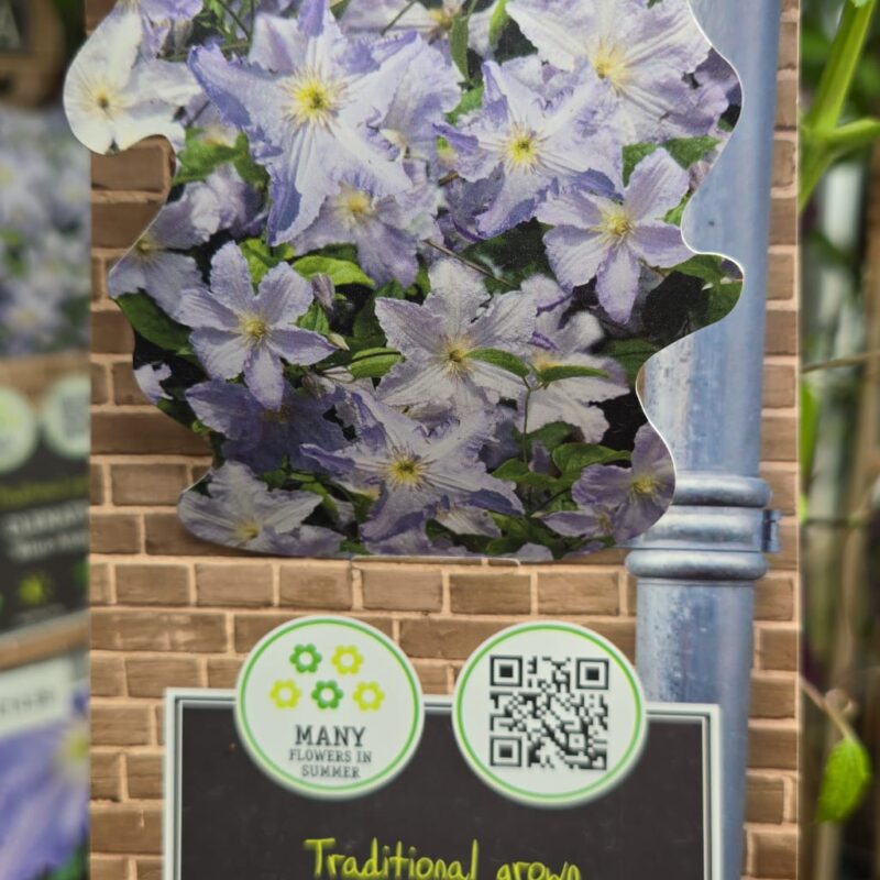 Clematis blue angel 2ltr £14.99