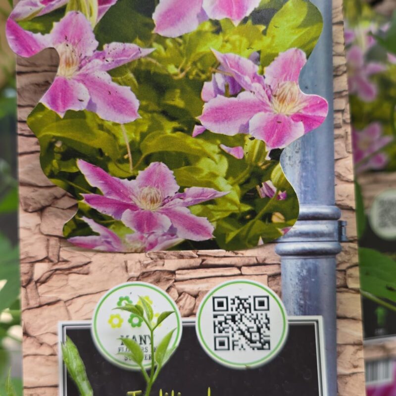 Clematis dr ruppel 2ltr 14.99