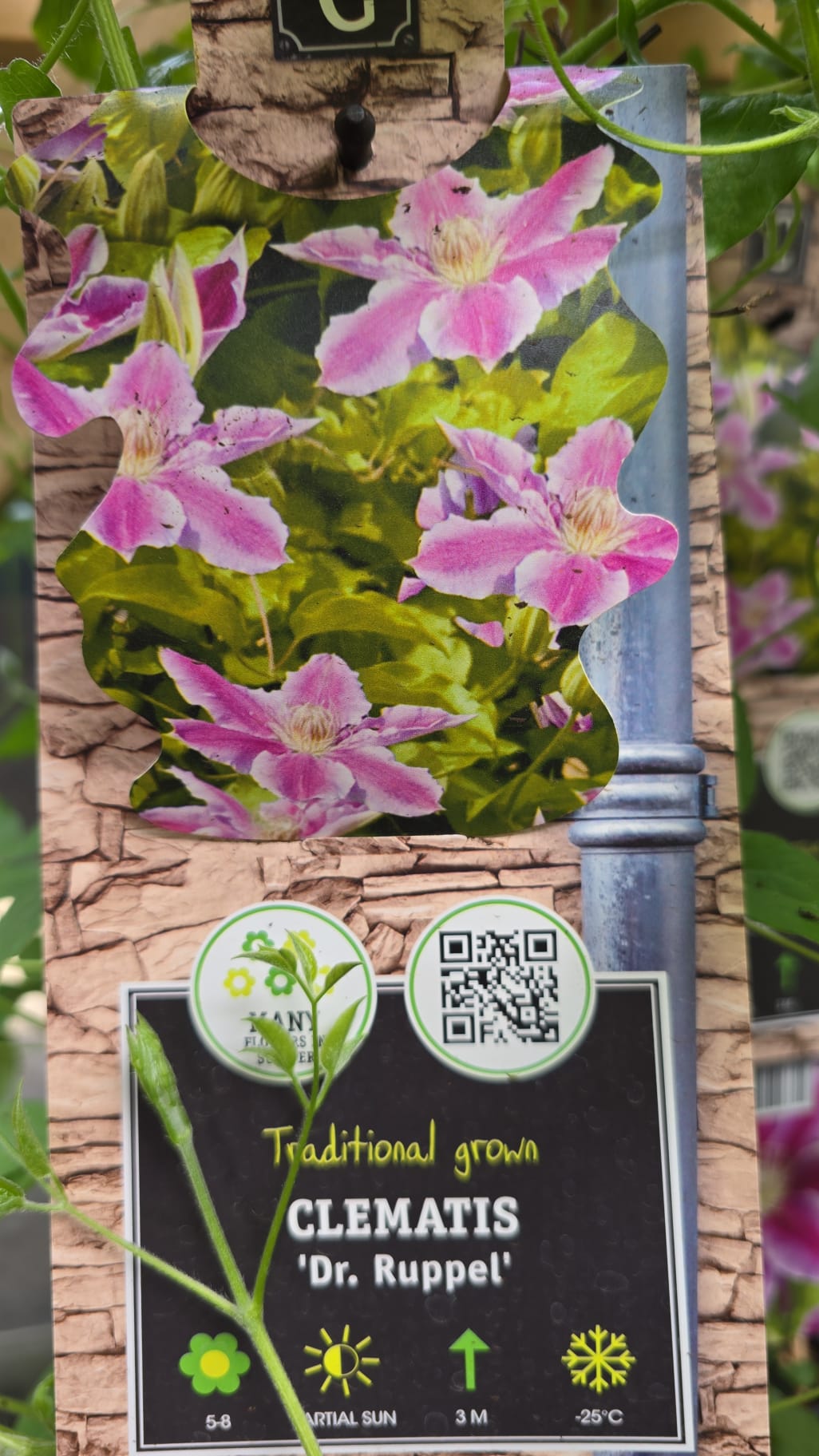Clematis dr ruppel 2ltr 14.99 - Holland House Garden Centre Preston