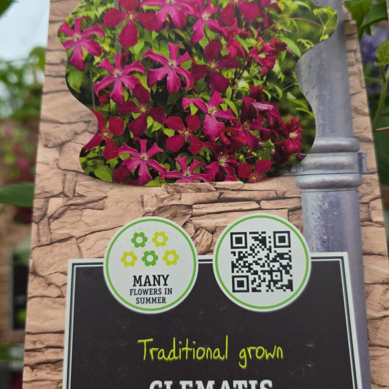 Clematis madame Julia correvon 2ltr £14.99