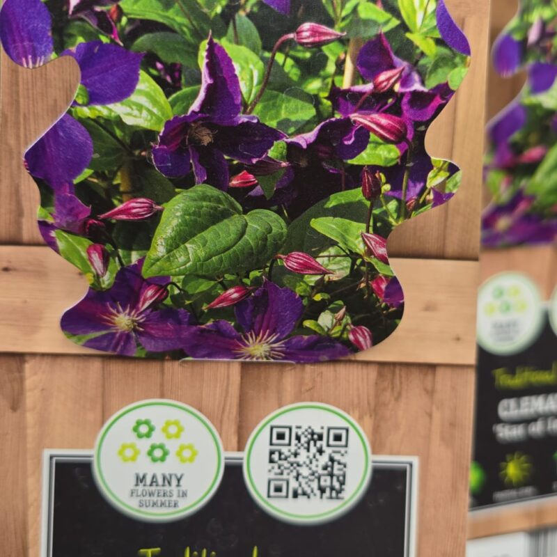 Clematis star of india 2ltr £14.99