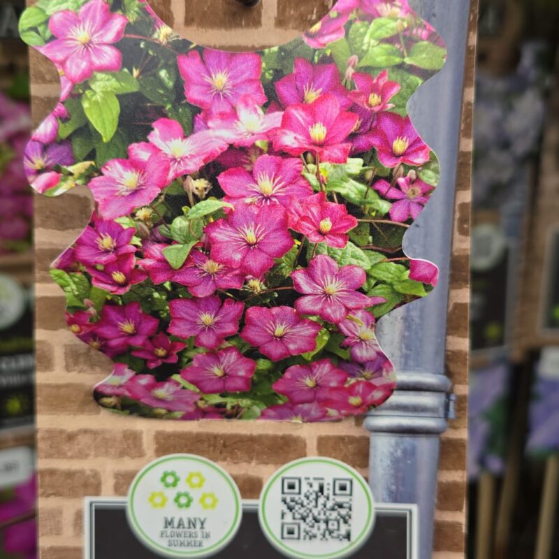 Clematis ville de lyon £14.99