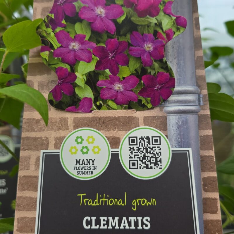 Clematis westerplatte 2 ltr £14.99