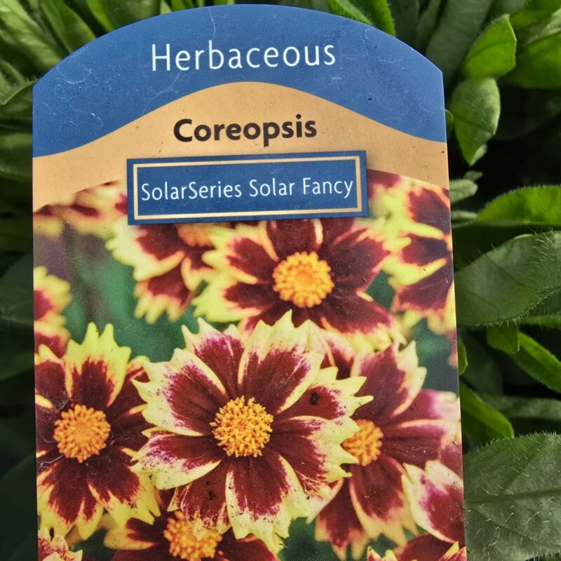Coreopsis solar fancy 2ltr £7.99