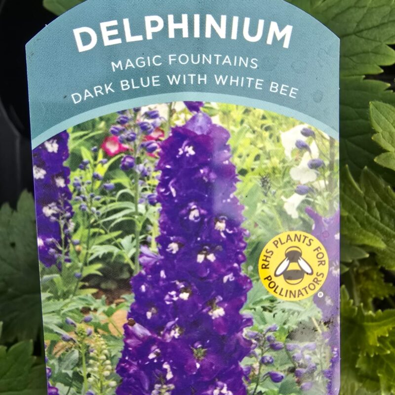 Delphinium dark blue white bee 2ltr £7.99