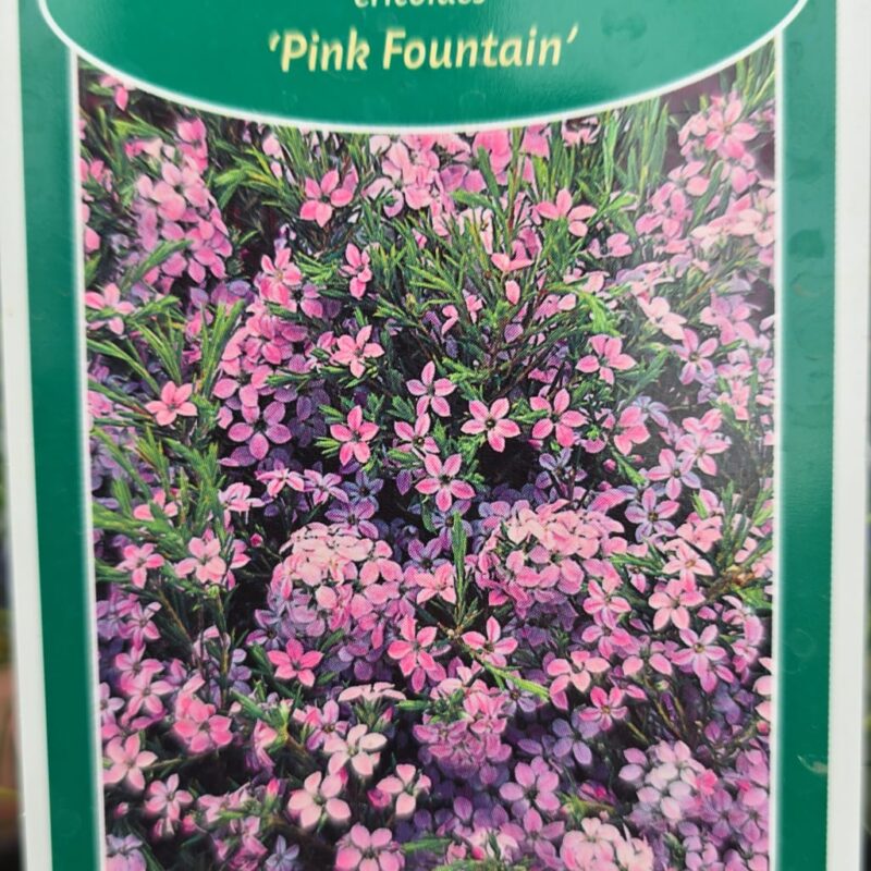 Diosma pink fountain 2ltr £10.99