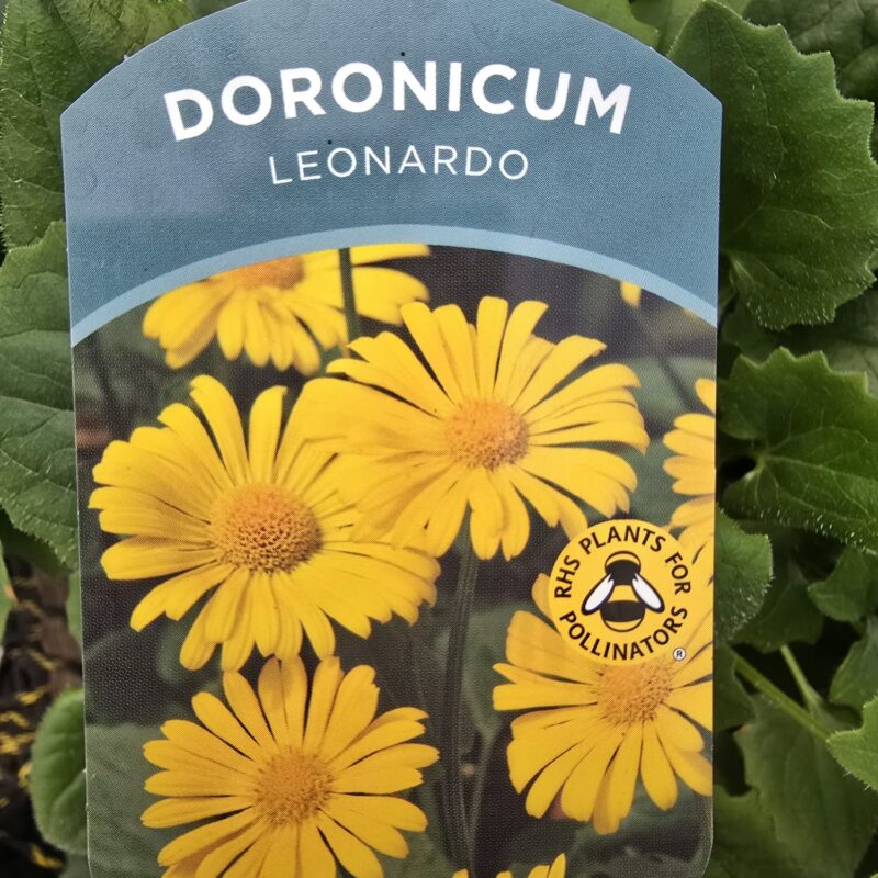 Doronicum Leonardo 2ltr £7.99