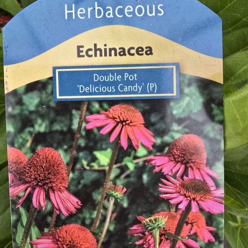 Echinacea delicious fancy 2ltr £9.99