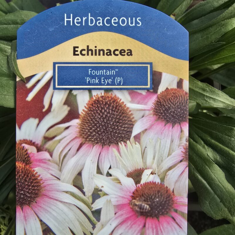 Echinacea pink eye 2ltr £9.99