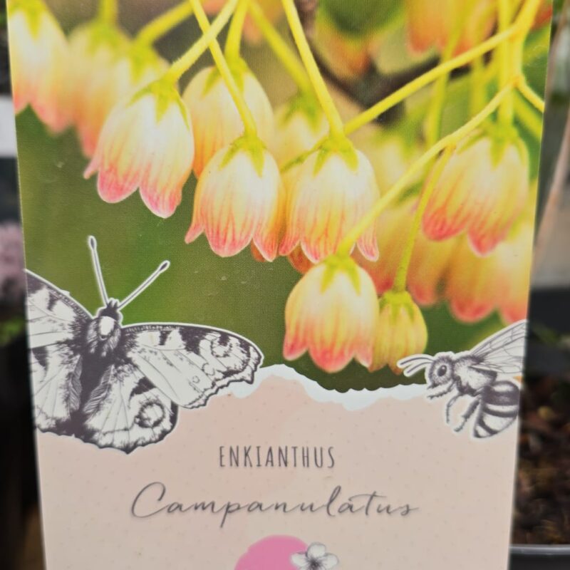 Enkanthus pink 2 ltr £18.99