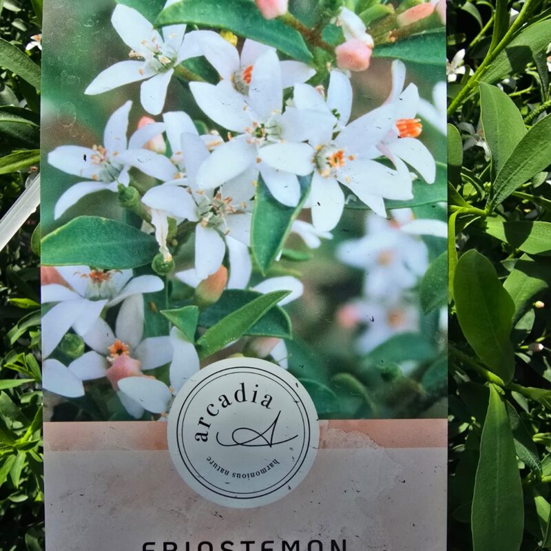 Eriostemon myoporoides 2ltr £18.99