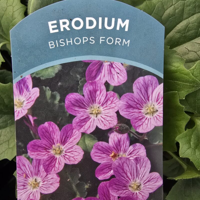 Erodium Bishops form 2ltr £9.99