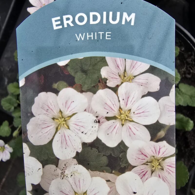 Erodium white 2ltr £9.99