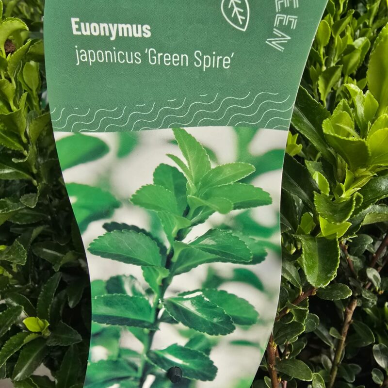 Euonymus green spire 3ltr £12.99