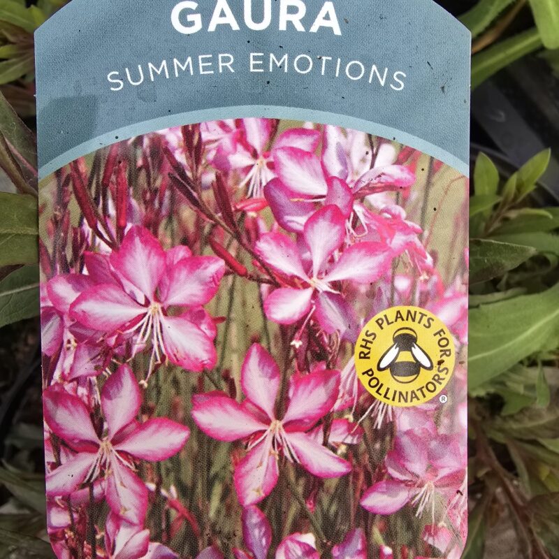 Gaura summer emotions 2ltr £9.99