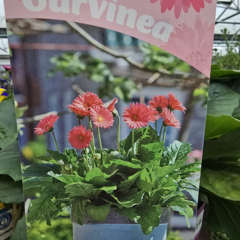 Gerbera pink 2ltr £12.99