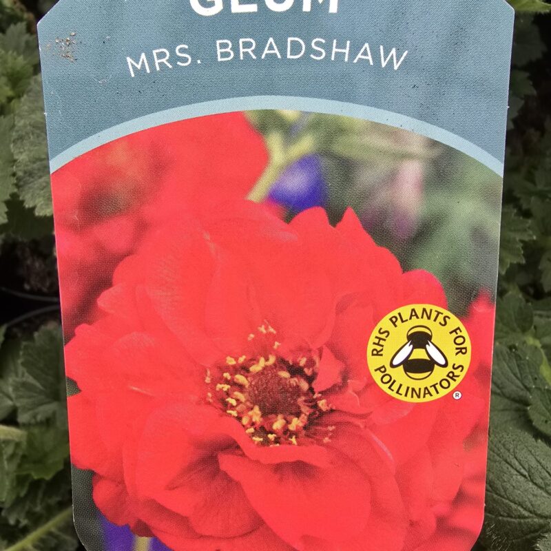 Geum Mrs Bradshaw 2ltr £9.99