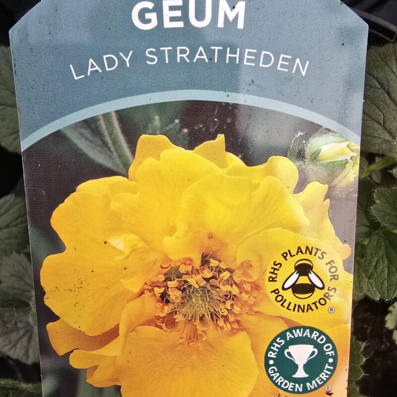 Geum lady stratheden 2ltr £9.99