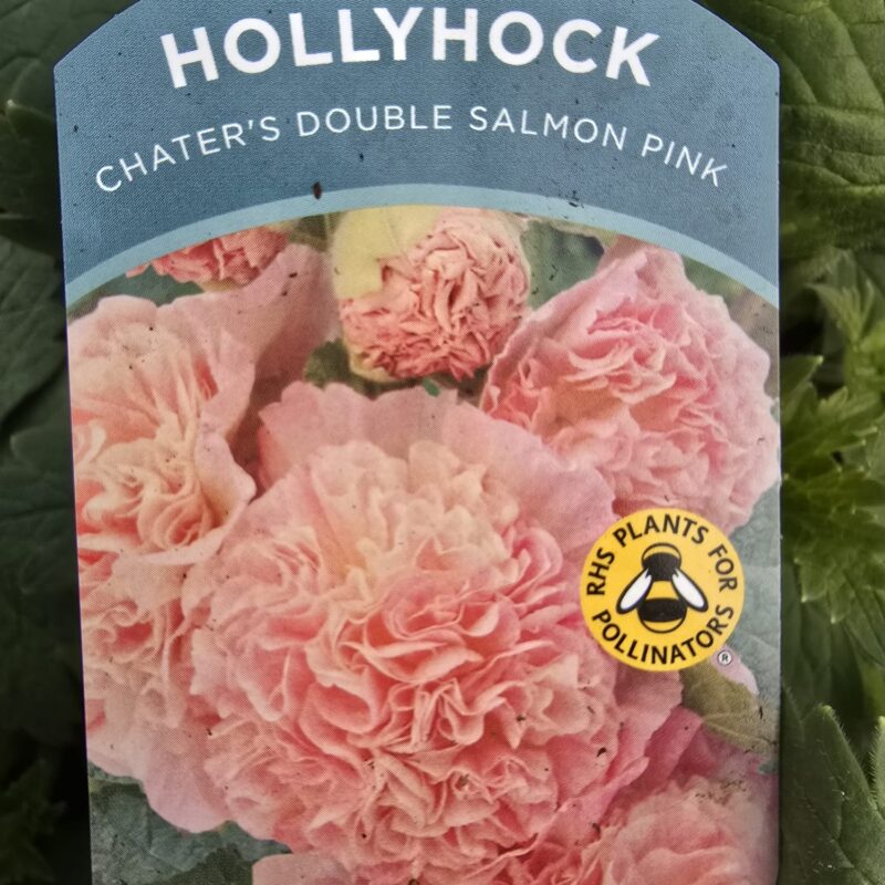 Hollyhock double pink salmon 2ltr £9.99