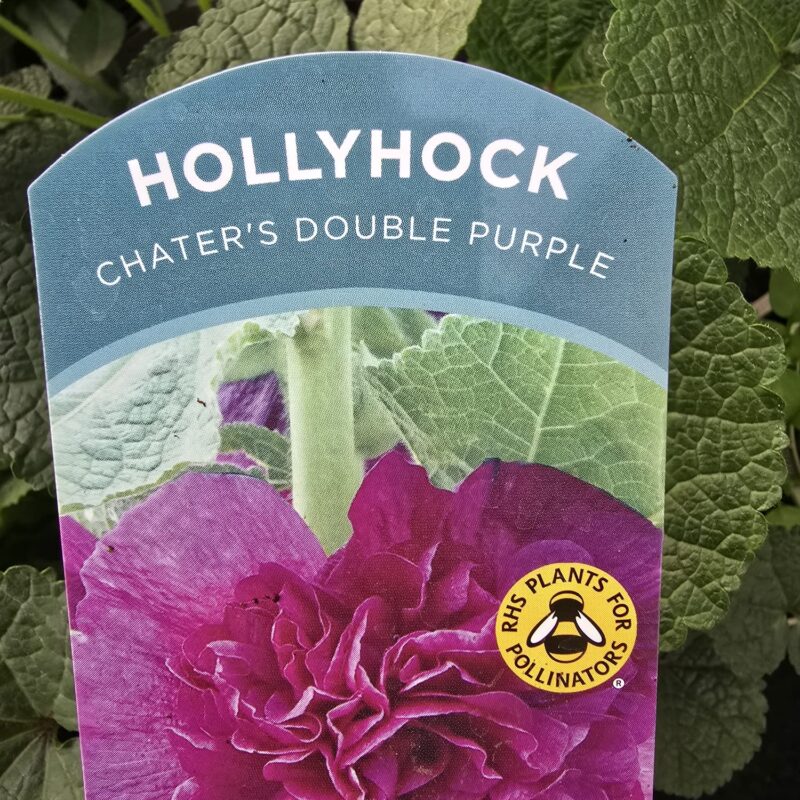 Hollyhock double purple 2ltr £9.99