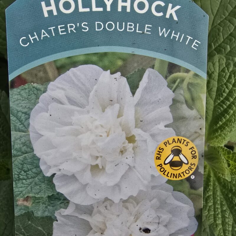 Hollyhock double white 2ltr £9.99