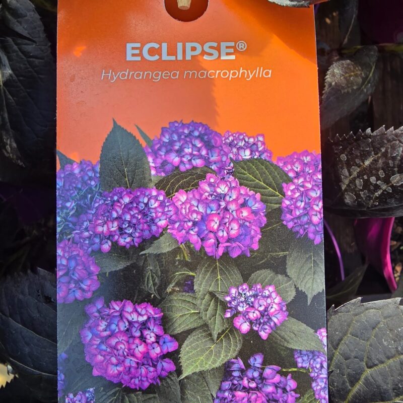 Hydrangea eclipse 3ltr £24.99