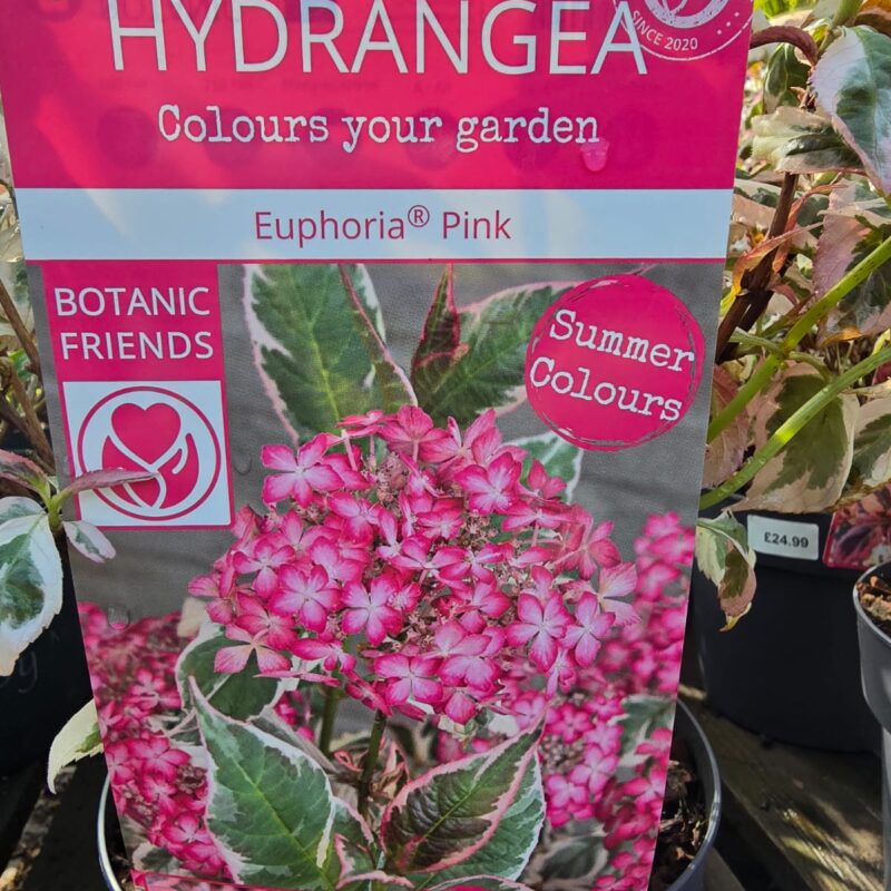 Hydrangea euphoria pink 3ltr £24.99