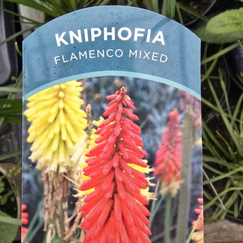 Kniphofia flamenco mixed 2ltr £9.99