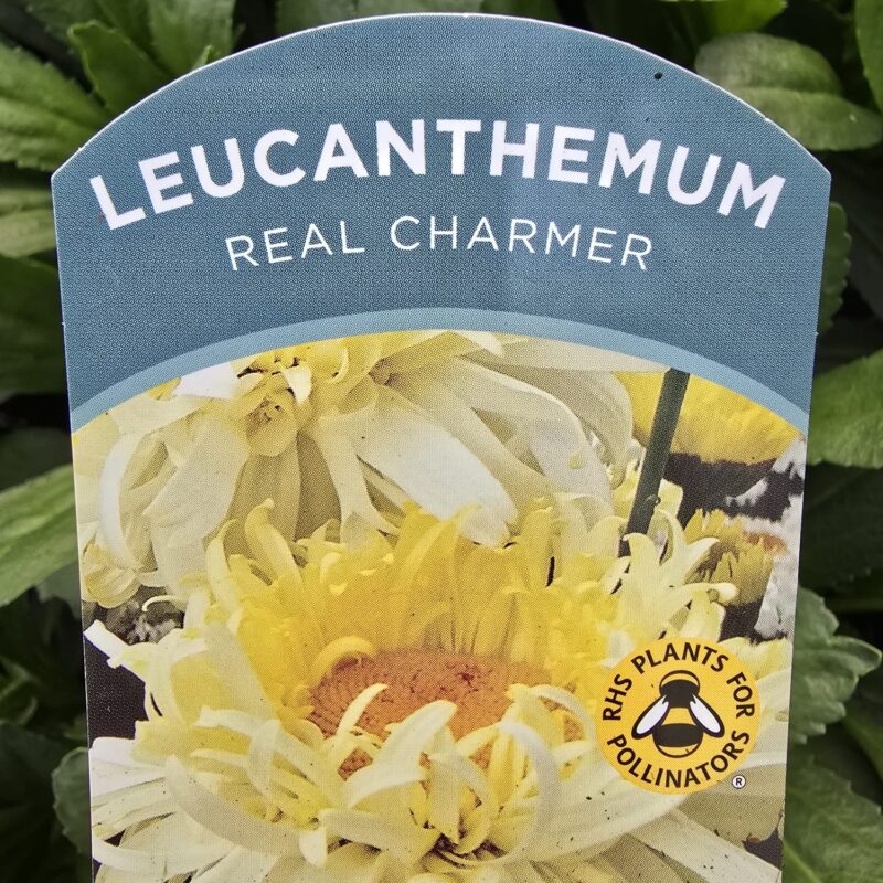 Leucanthemum real charmer 2ltr £9.99