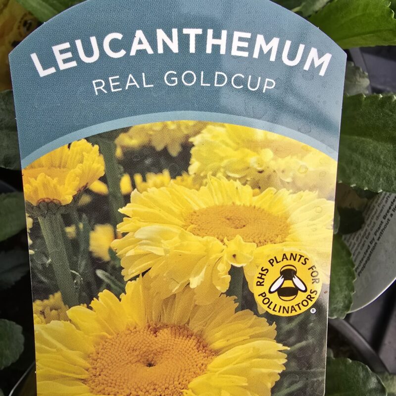Leucanthemum real goldcup 2ltr £9.99