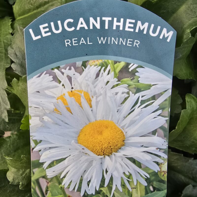 Leucanthemum real winner 2ltr 9.99