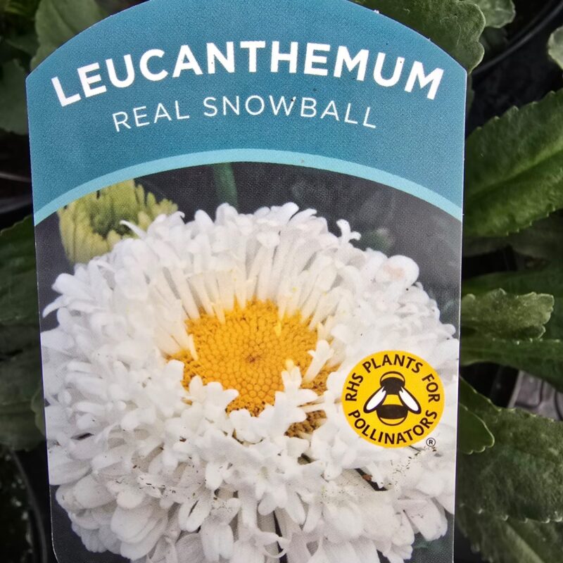 Leucanthemum snowball 2ltr £9.99