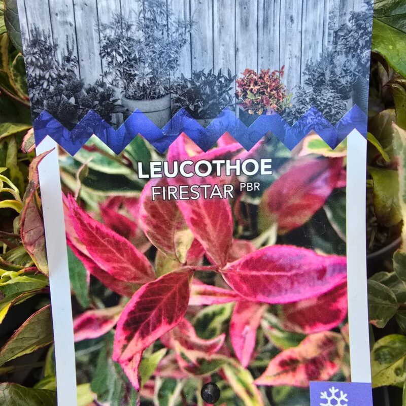Leucothoe firestar 2ltr £12.99