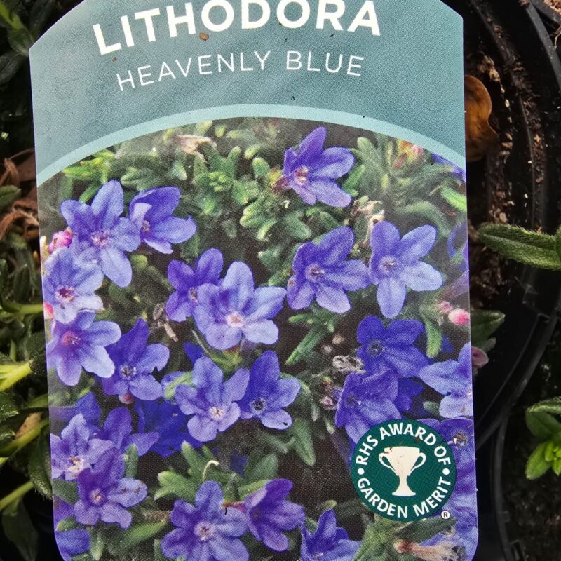 Lithodora heavenly blue 2ltr £9.99