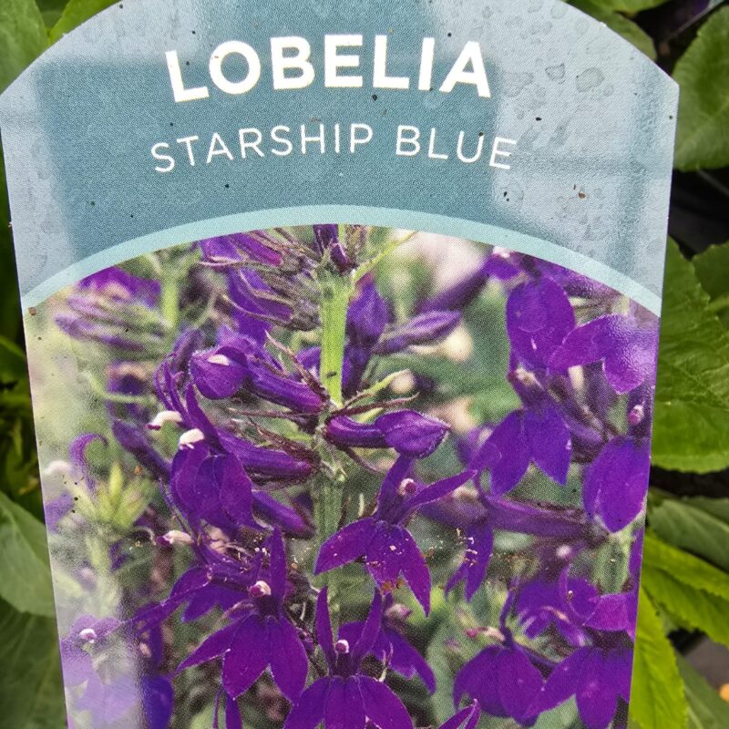 Lobelia starship blue 2ltr £9.99