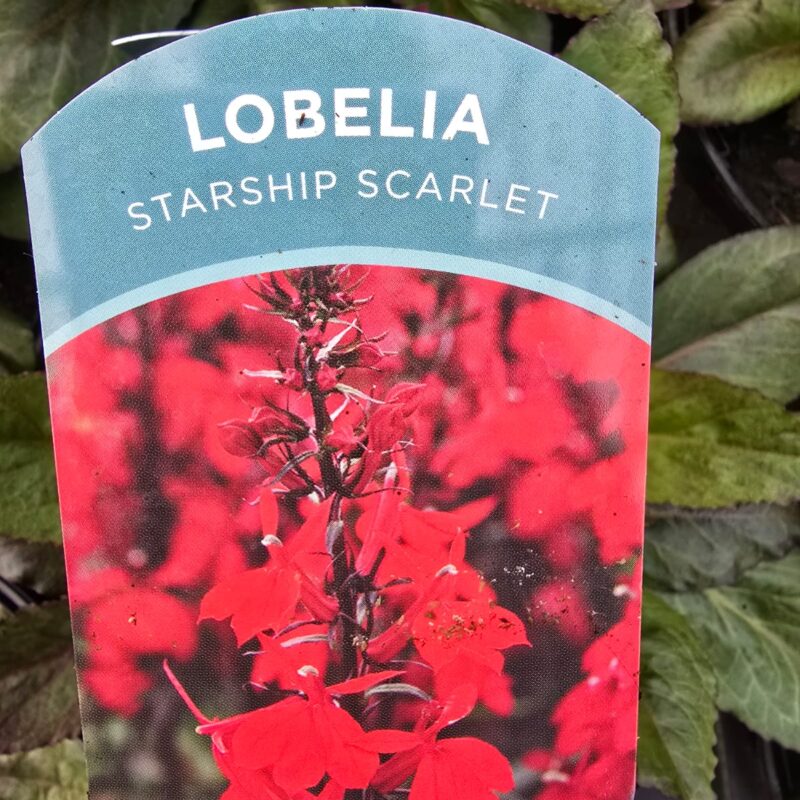Lobelia starship scarlet 2ltr £9.99