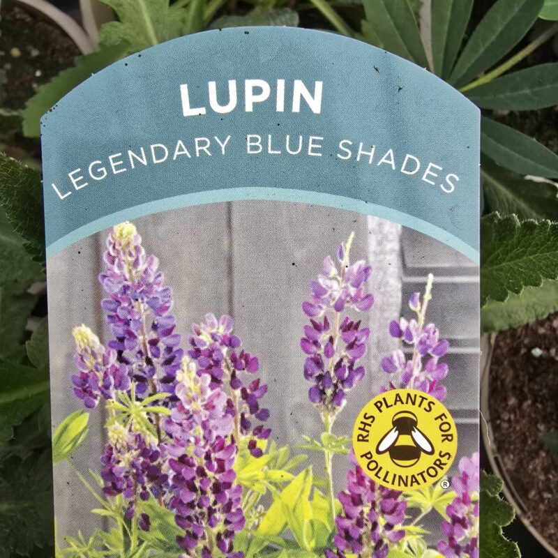 Lupin blue shades 2ltr £9.99